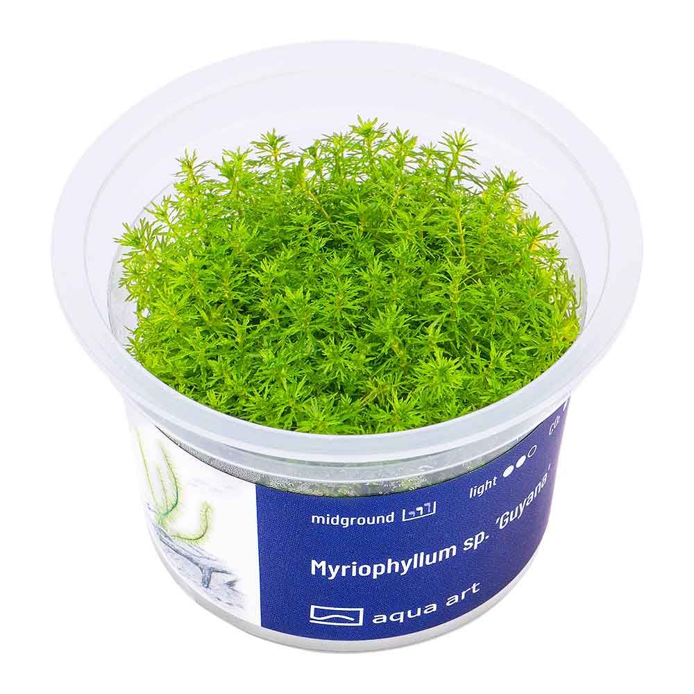 Aqua Art Myriophyllum sp.'Guyana in Vitro Cup