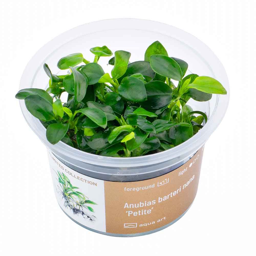 Aqua Art Anubias Barteri Nana &quot;Petite&quot; in Vitro Cup