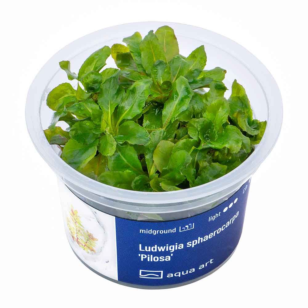 Aqua Art Ludwigia sphaerocarpa 'Pilosa' in Vitro Cup