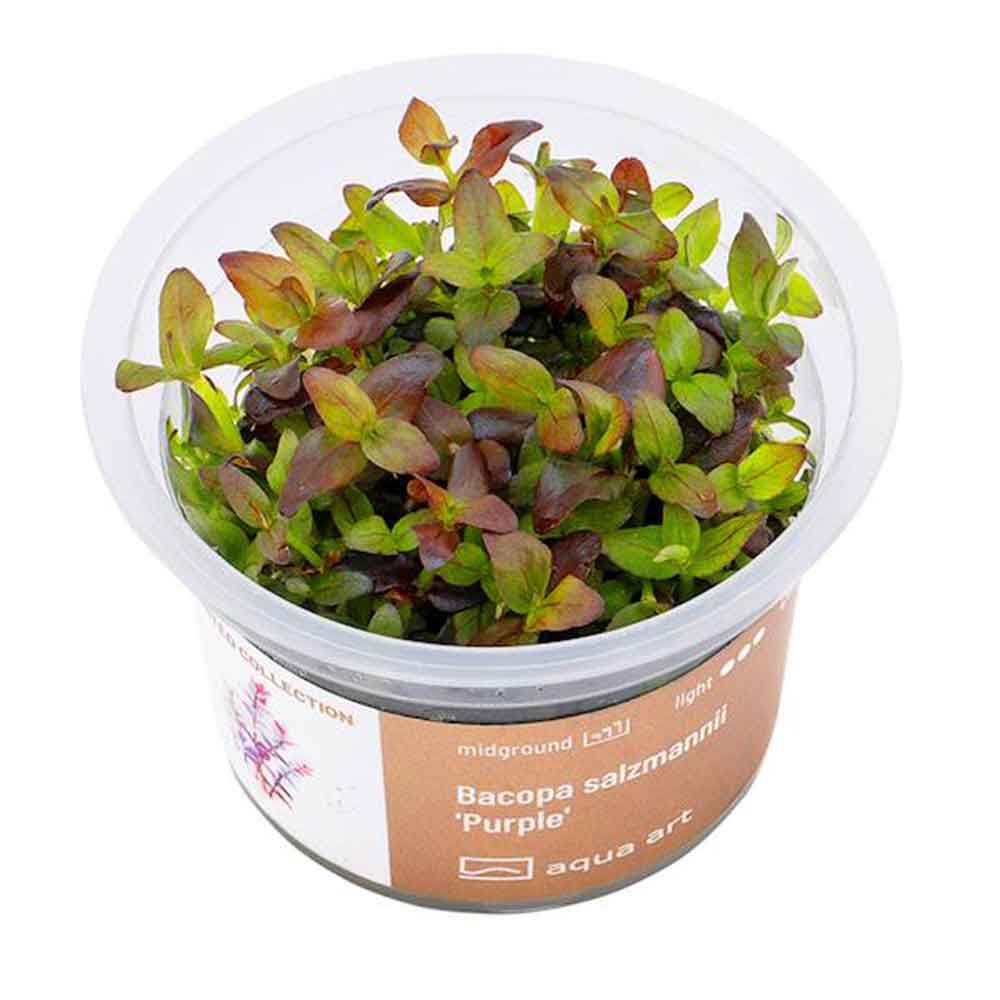 Aqua Art Bacopa salzmannii 'Purple'  in Vitro Cup