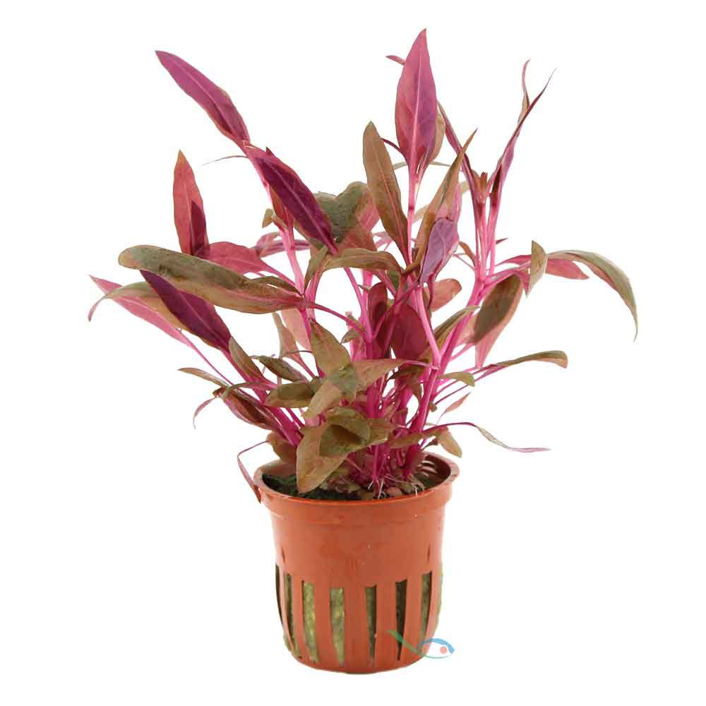 Tropica Pianta Alternanthera reineckii &quot;Pink&quot;