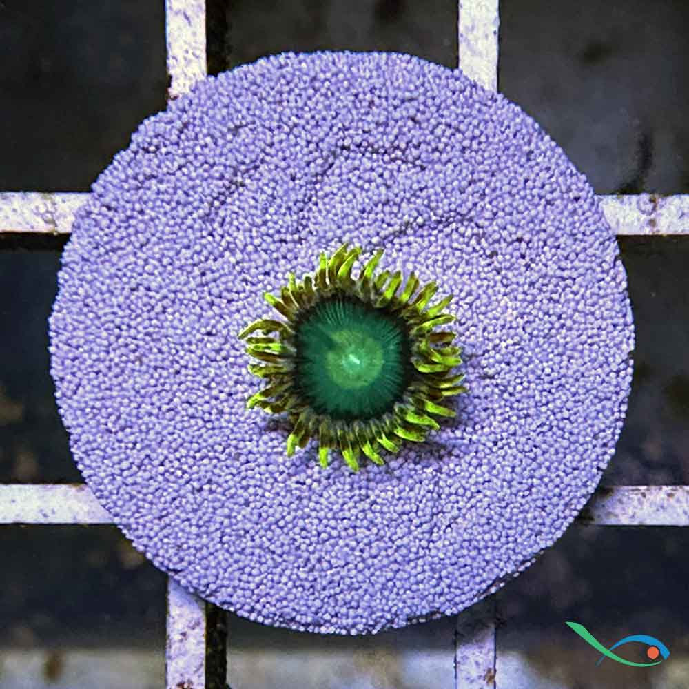 Zoanthus Green Radioactive Dragon Eye