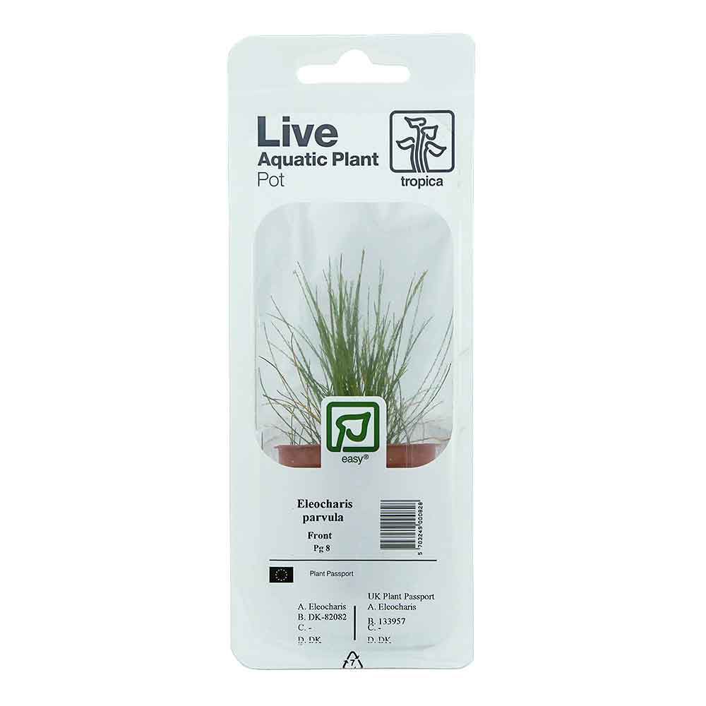 Tropica Single Package Pianta Eleocharis parvula in vasetto