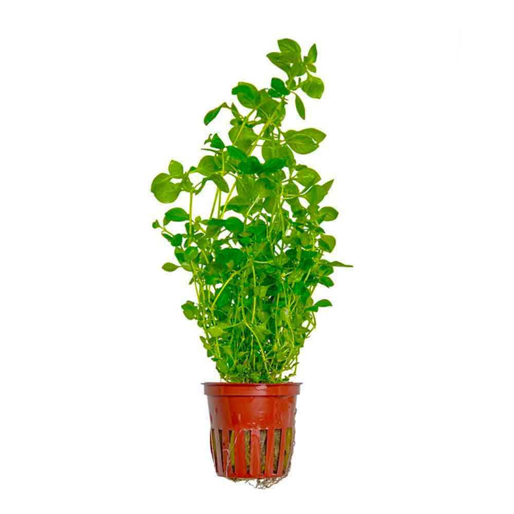 Tropica Pianta Ludwigia palustris &quot;Green&quot; in vasetto
