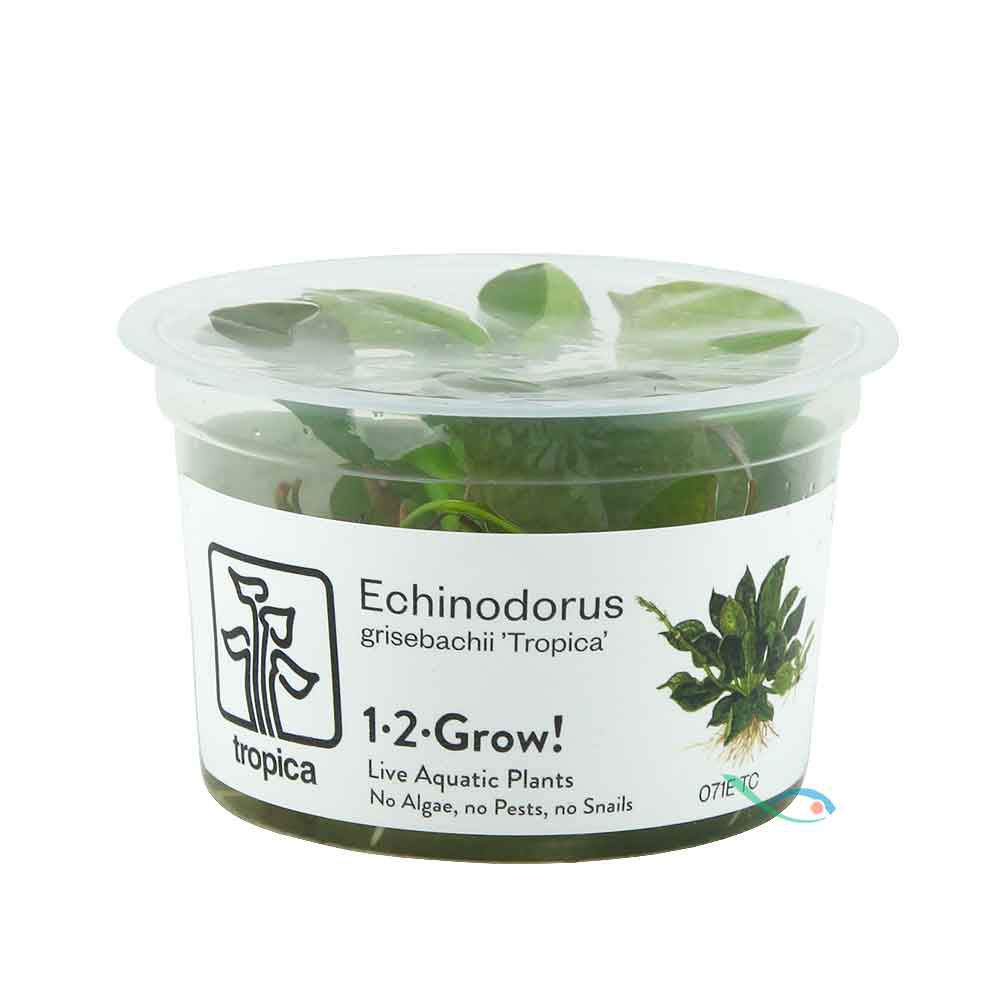 Tropica 1•2•Grow! Pianta Echinodorus grisebachii 'Tropica' in Vitro Cup