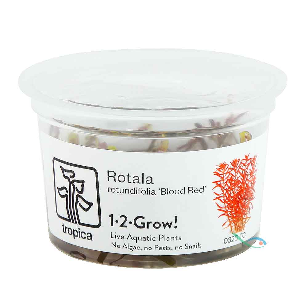 Tropica 1•2•Grow! Pianta Rotala rotundifolia 'Blood Red' in Vitro Cup