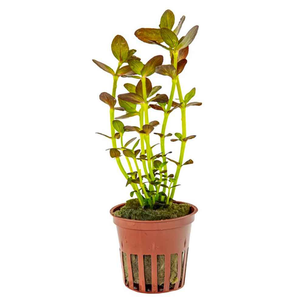Tropica Pianta Bacopa salzmanni 'Purple' in vasetto