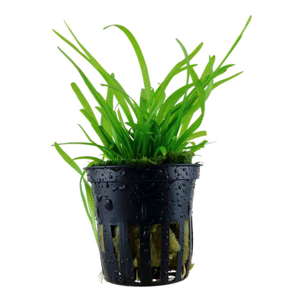 Tropica Pianta Sagittaria subulata in vasetto