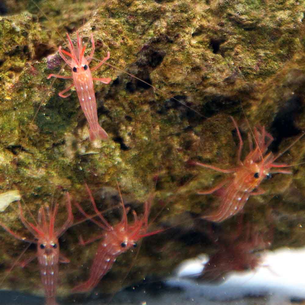 Lysmata seticauda gamberetto per marino Mangia Aiptasie