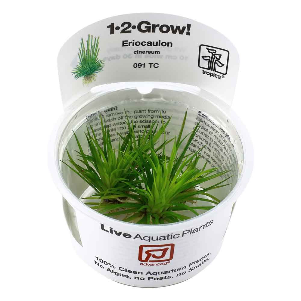 Tropica 1•2•Grow! Pianta Eriocaulon cinereum in Vitro Cup