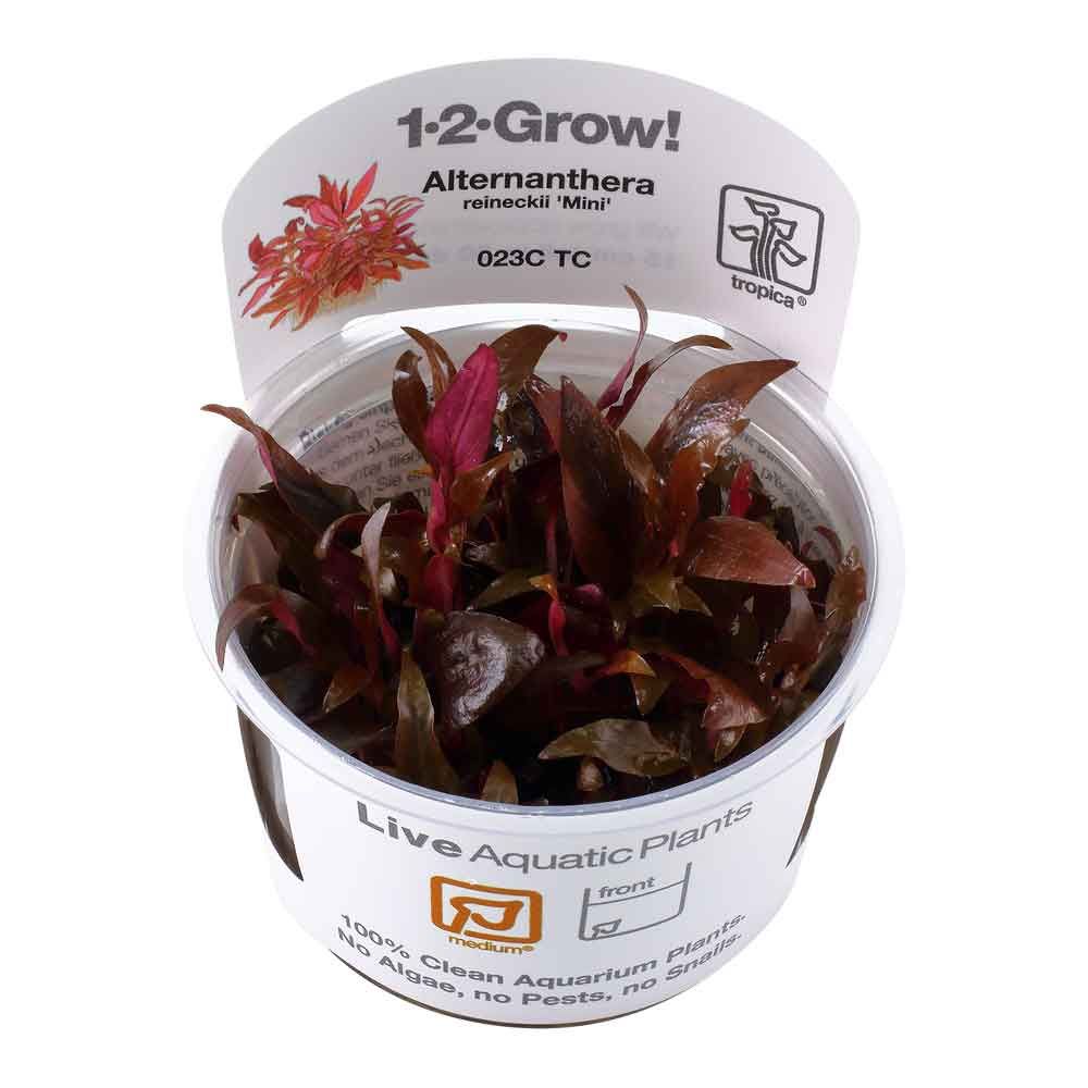 Tropica 1•2•Grow! Pianta Alternantera Reineikii &quot;Mini&quot; in Vitro Cup