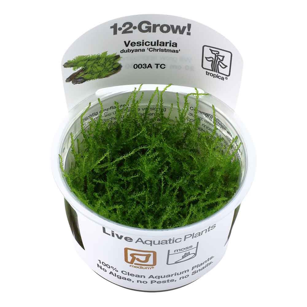 Tropica 1•2•Grow! Pianta Vesicularia montagnei &quot;Christmas&quot; in Vitro Cup