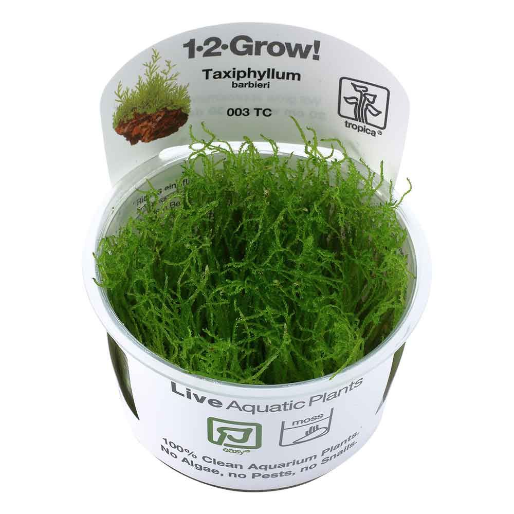 Tropica 1•2•Grow! Pianta Taxiphyllum Barbieri &quot;Bogon Moss&quot; in Vitro Cup