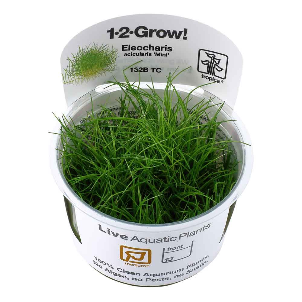 Tropica 1•2•Grow! Pianta Eleocharis pusilla &quot;Mini&quot; in Vitro Cup