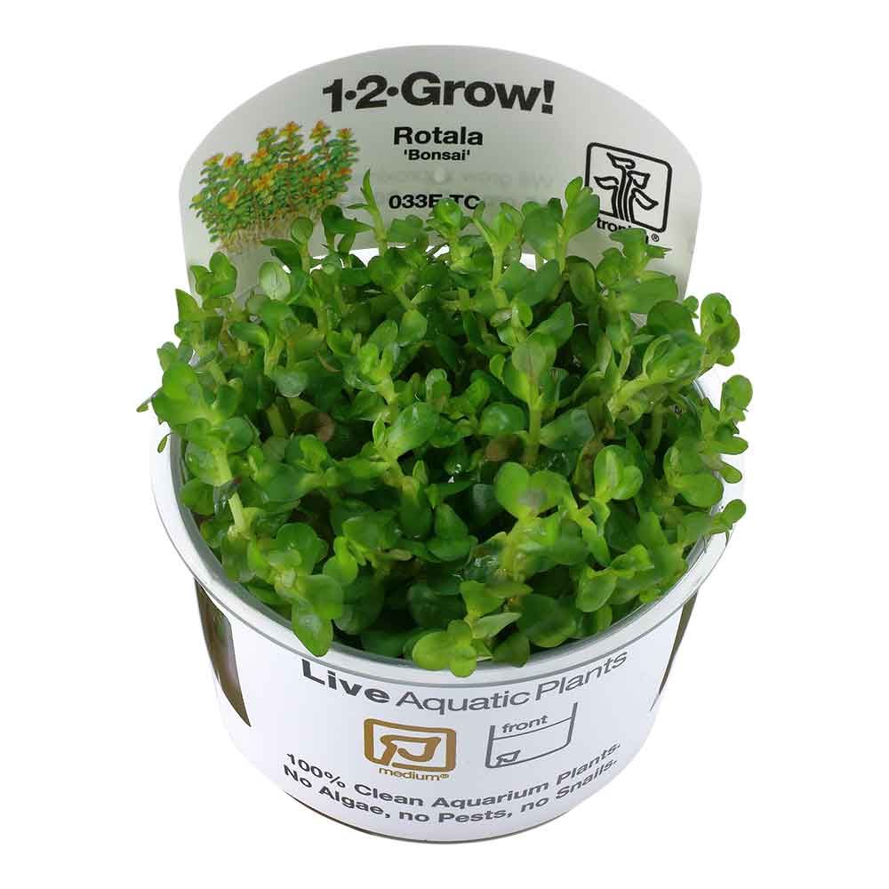 Tropica 1•2•Grow! Pianta Rotala indica &quot;Bonsai&quot; in Vitro Cup
