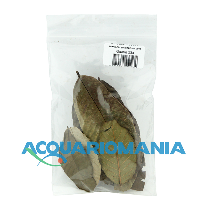 Ceramic Nature Guave Guava in Foglie 6-10cm circa 15pz