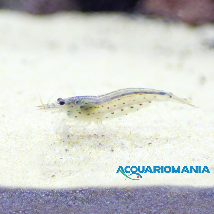 Caridina Japonica &quot;gamberetto di Amano&quot; mangia alghe in acqua dolce