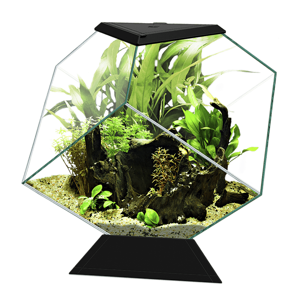 Ciano Nexus Pure Betta Life 5C Acquario per Betta Nero 5.5 litri