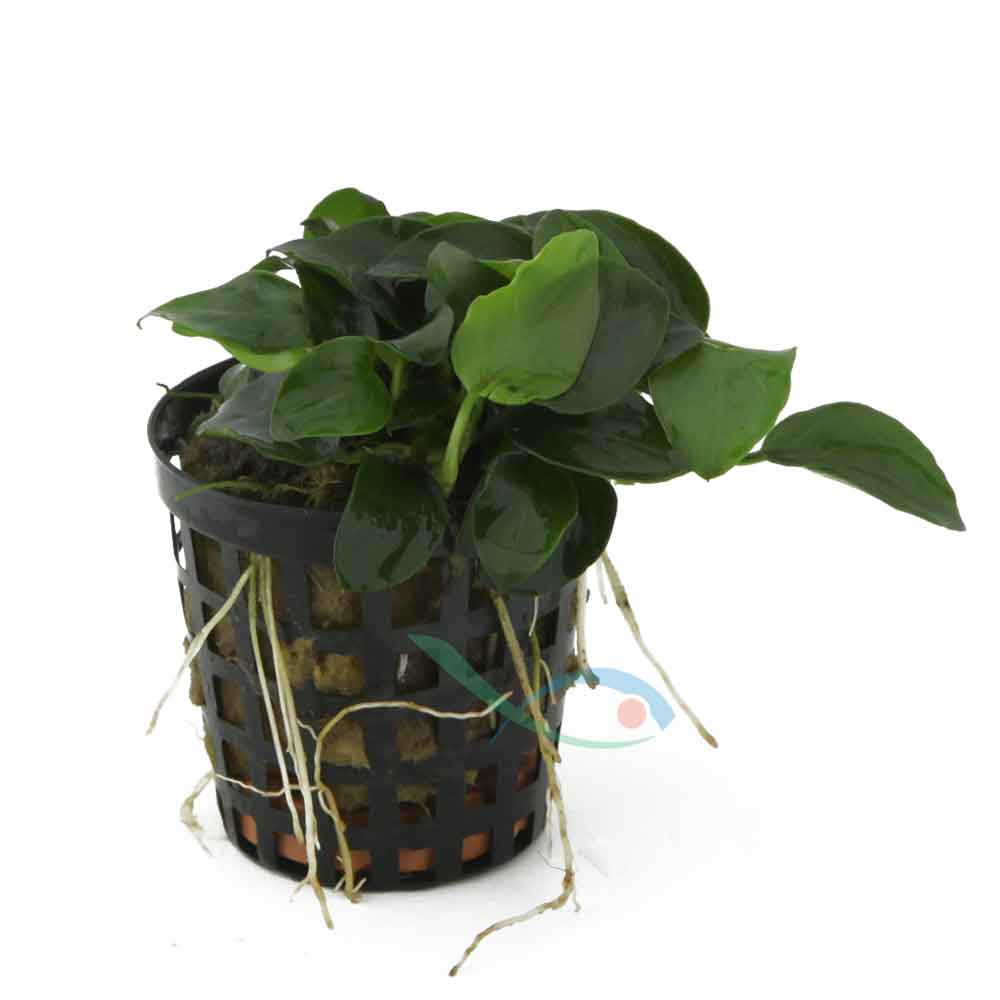 Pianta Anubias Barteri Nana Bonzai vasetto