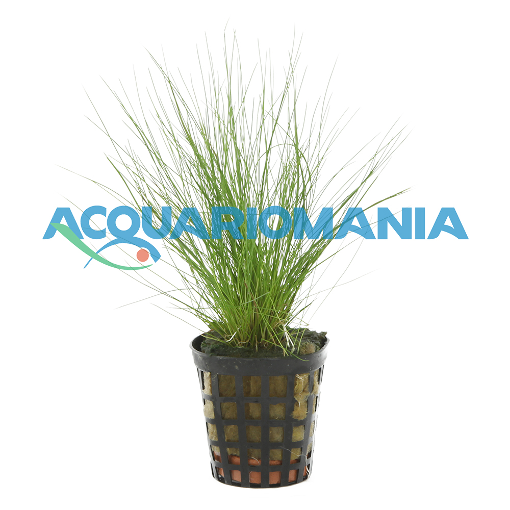 Pianta Eleocharis Acicularis vasetto