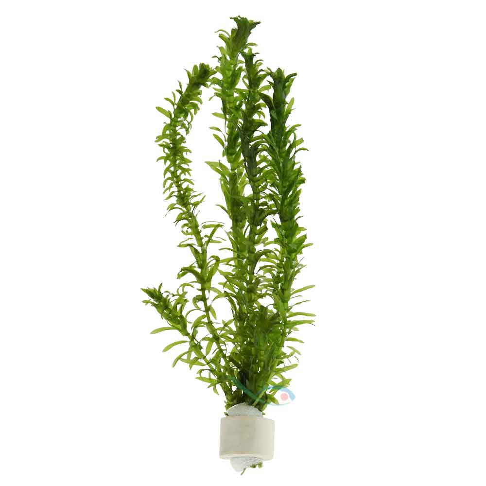 Pianta Elodea Densa (Egeria) mazzetto