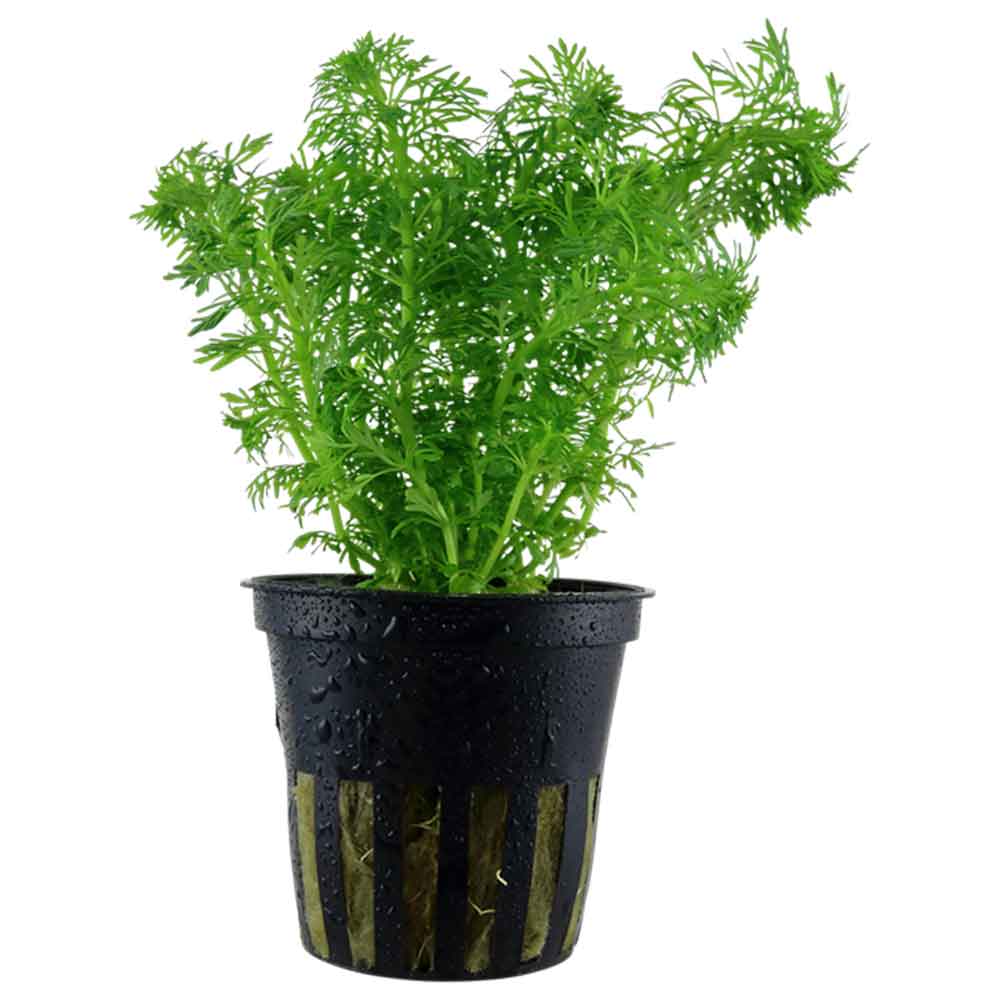 Tropica Pianta Limnophila Sessiliflora in vasetto