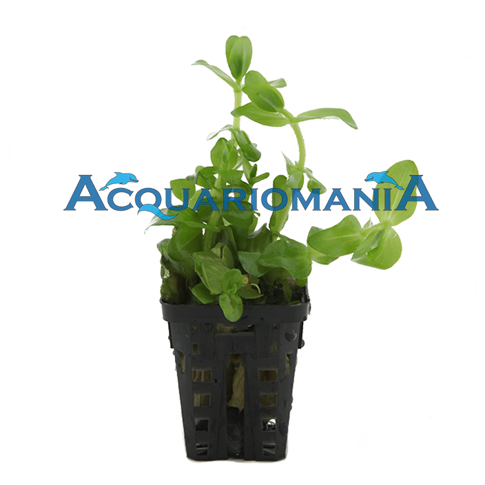 Pianta Bacopa Caroliniana vasetto