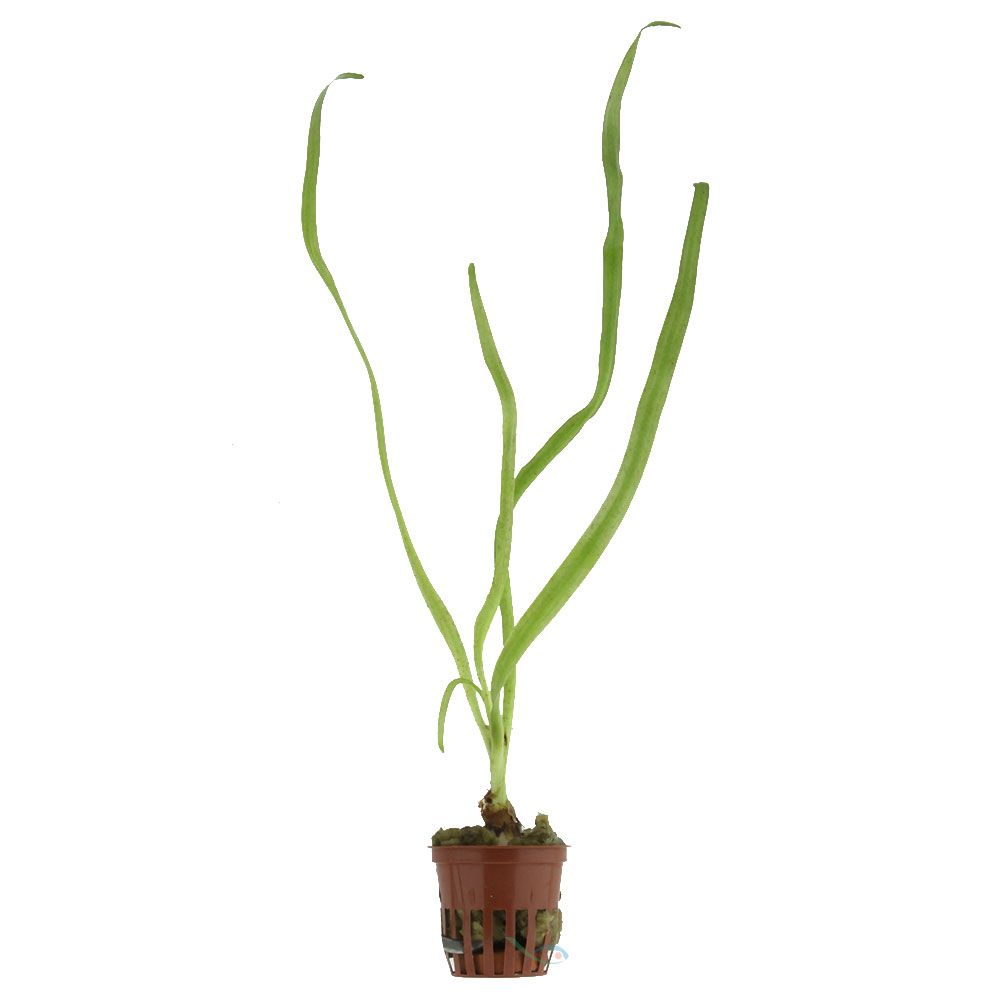 Pianta Crinum Natans vasetto