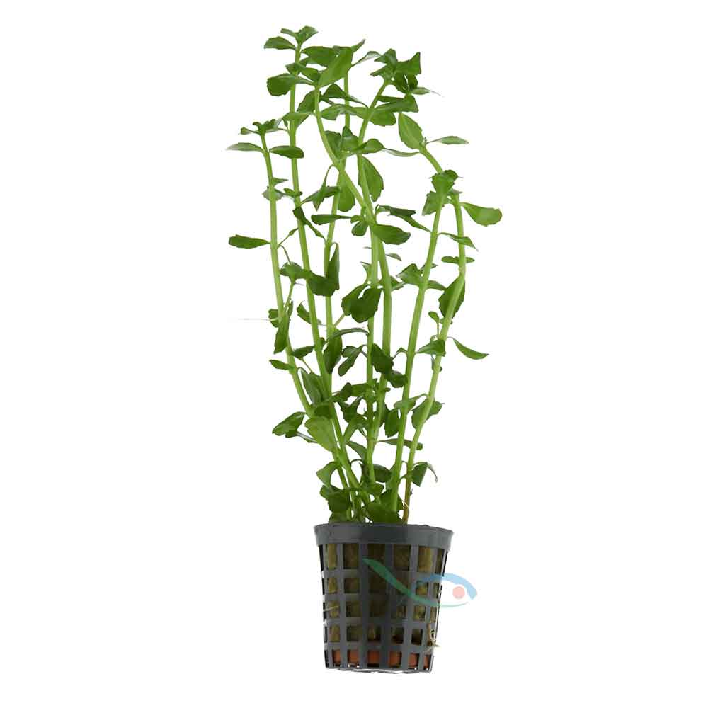 Pianta Bacopa Monnieri vasetto