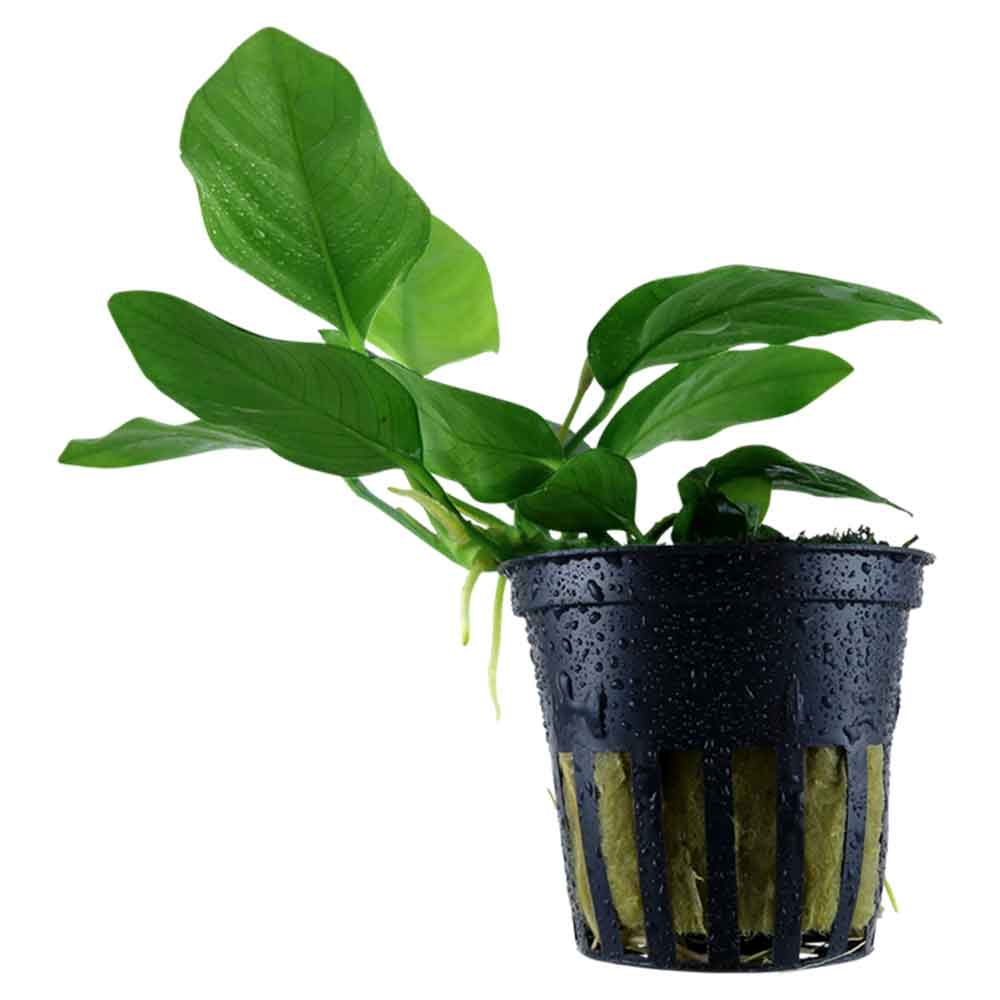 Tropica Pianta Anubias Barteri Nana in vasetto