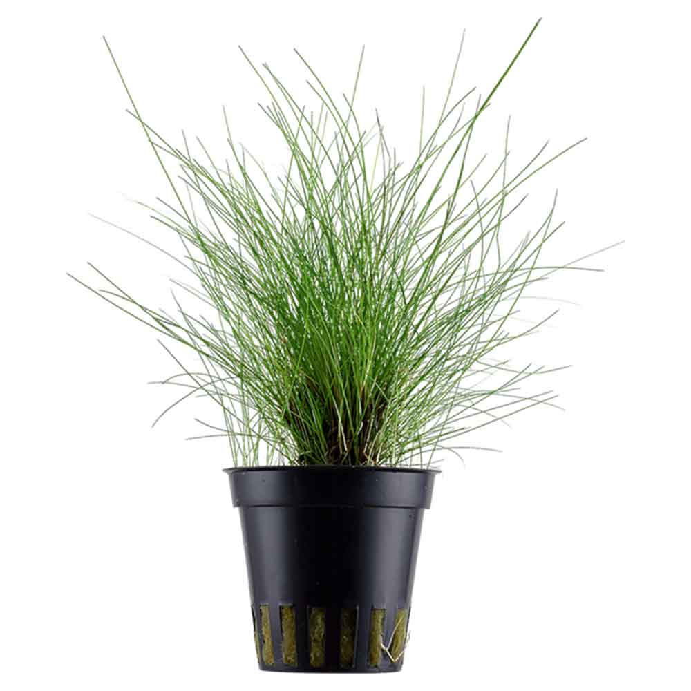 Tropica Pianta Eleocharis &quot;Parvula&quot; in vasetto