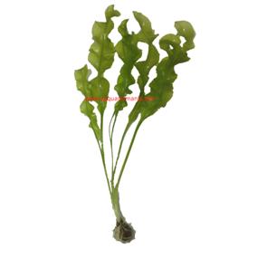 Pianta Aponogeton Ulvaceus bulbo