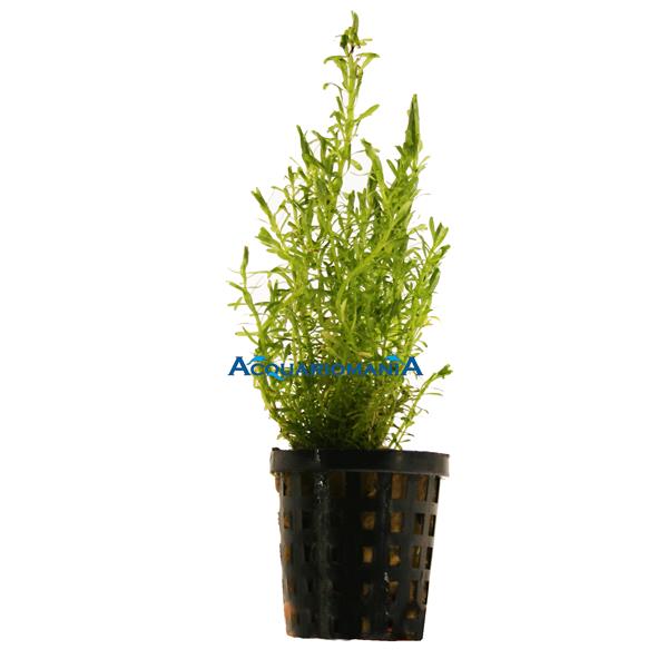 Pianta Rotala Wallichii vasetto