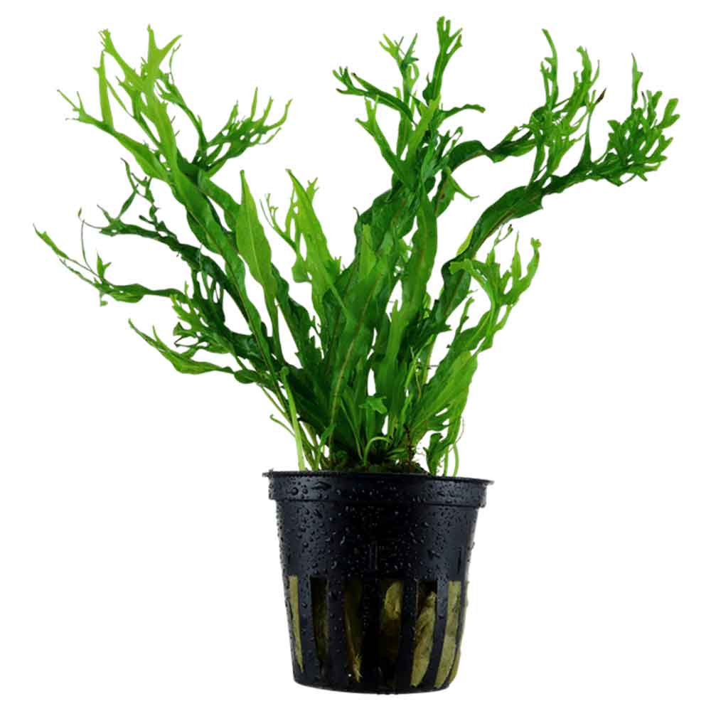 Tropica Pianta Microsorum Pteropus &quot;'Windelov&quot; in vasetto