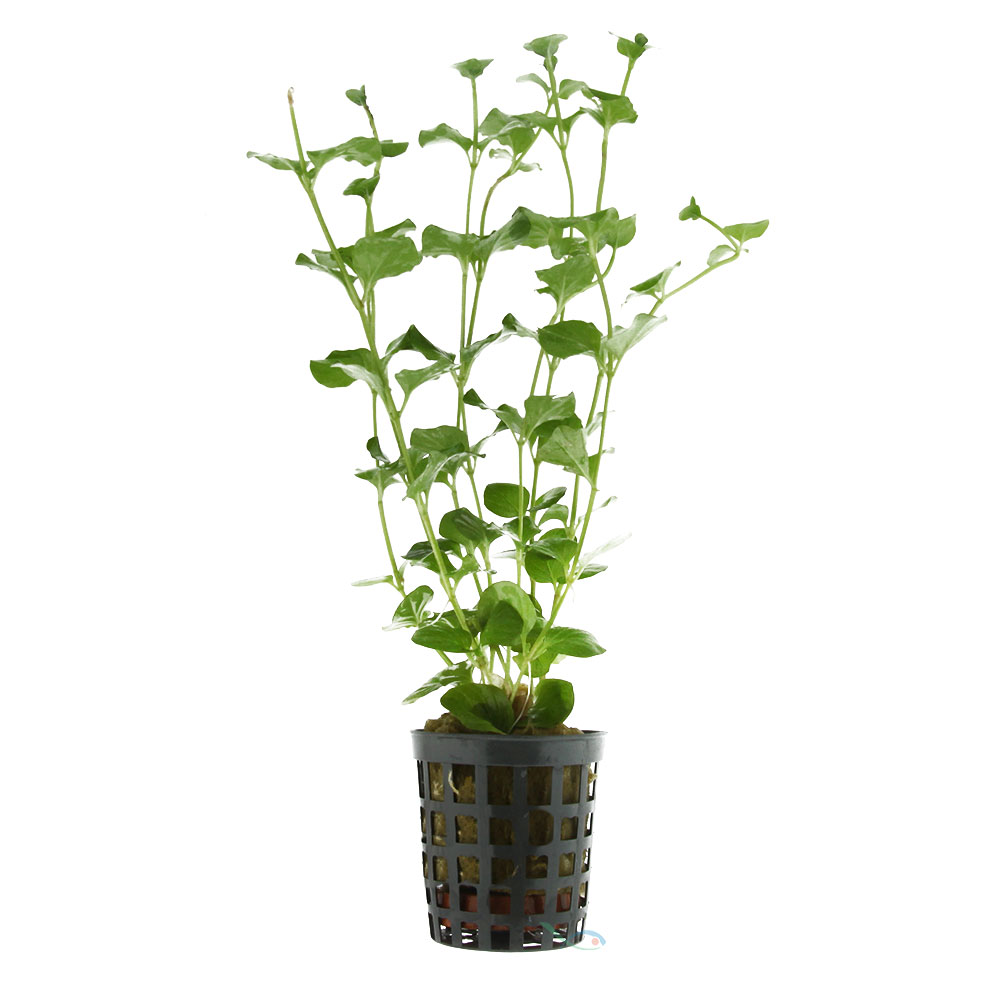 Pianta Lysimachia Nummularia vasetto