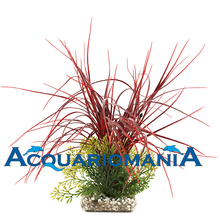 Sydeco Pianta Acorus Gigante rossa 35x30x30h cm