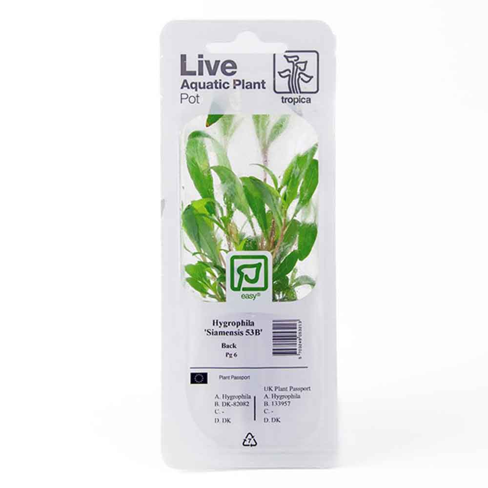 Tropica Single Package Pianta Hygrophila Siamensis 53B vasetto