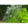 Tropica 1•2•Grow! Eriocaulon cinereum