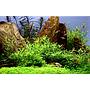 Tropica 1•2•Grow! Pogostemon helferi