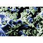 Sera Siporax 1 l 290 g con Biostart 50 ml omaggio