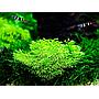 Tropica 1•2•Grow! Riccia Fluitans