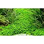 Tropica 1•2•Grow! Hemianthus callitrichoides "Cuba"