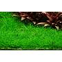 Tropica 1•2•Grow! Eleocharis "Mini"