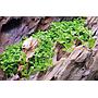 Tropica 1•2•Grow! Micrantherum "Monte Carlo"