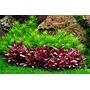 Tropica 1•2•Grow! Pogostemon Erectus