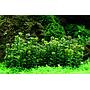 Tropica 1•2•Grow! Rotala "Bonsai"