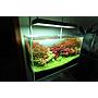 Chihiros Plafoniera a Led RGB VIVID II Bluetooth per acquario dolce 43cm 130W 8000K° nera