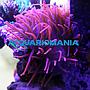 Entacmaea Red (anemone a bolle)