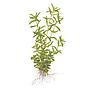 Tropica 1•2•Grow! Rotala Rotundifolia "Green"