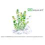 Aqua Art Micranthemum umbrosum in Vitro Cup